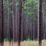 pine-wood-1024×575-1